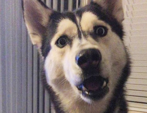 呼死你软件下载