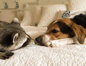 求个安全渠道的恶意发送验证短信