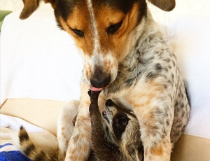 骚扰短信呼叫软件