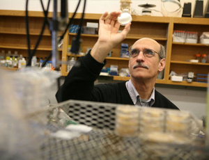 网页版电话攻击